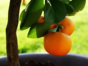 comprar naranjas ecológicas