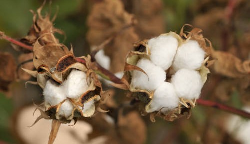 El algodón orgánico: una fibra textil totalmente ecológica