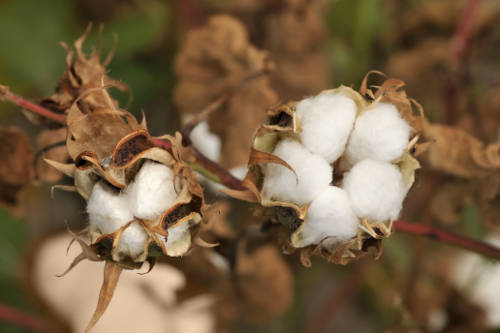 algodón-orgánico
